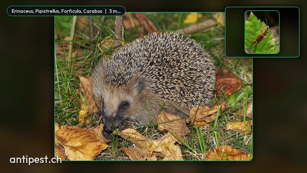 Ricci, pipistrelli, forficule & carabidi nel giardino